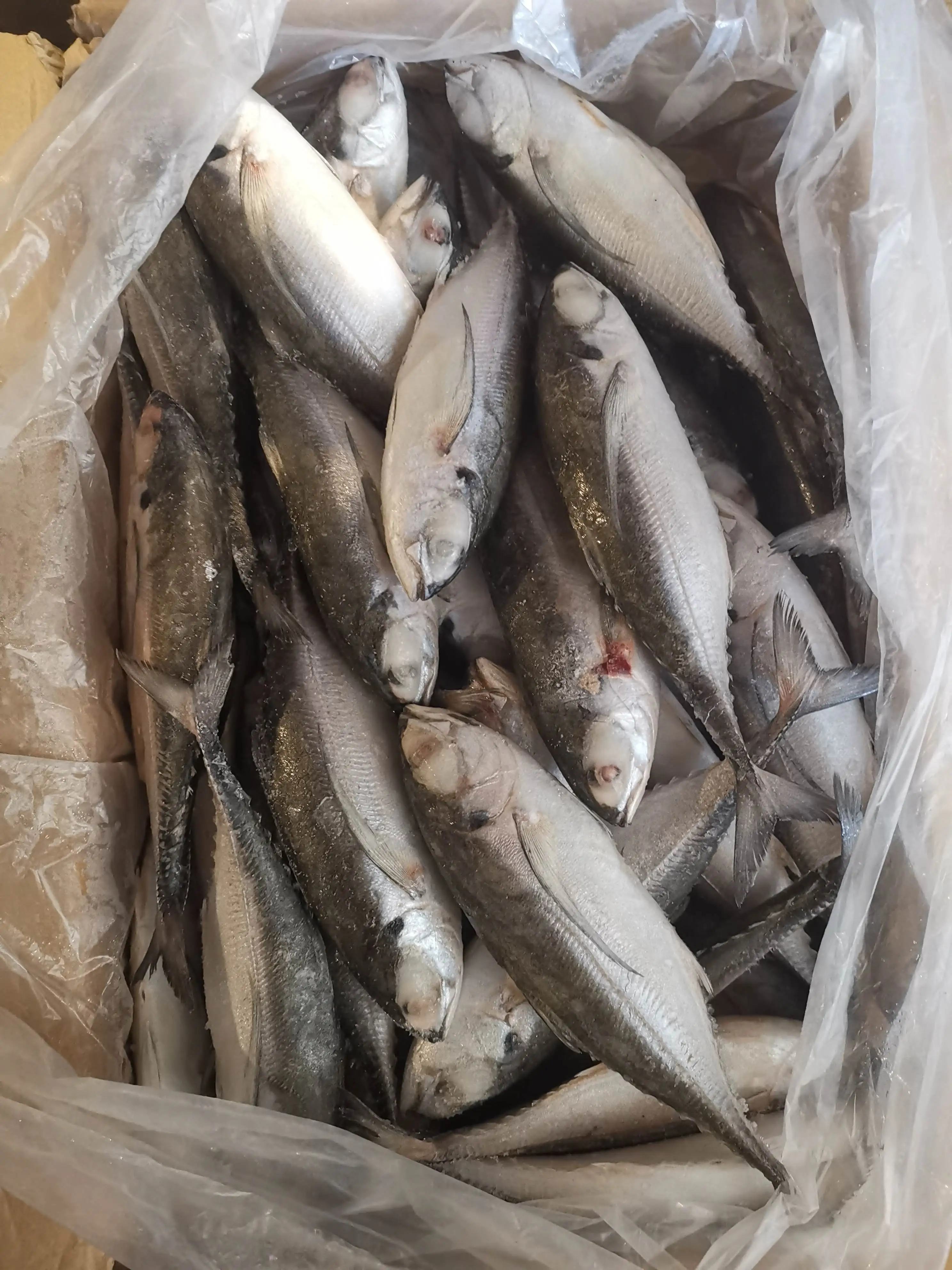 Замороженная лошадиная скумбрия по низкой цене-рыба из Вьетнама натуральная рыба 10 кг картонная коробка-WHATSAP 0084989322607