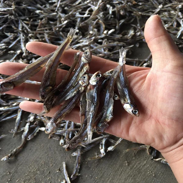 
Dried Anchovy Fish / Dried Sprat Anchovy / 100% Sun Dried 