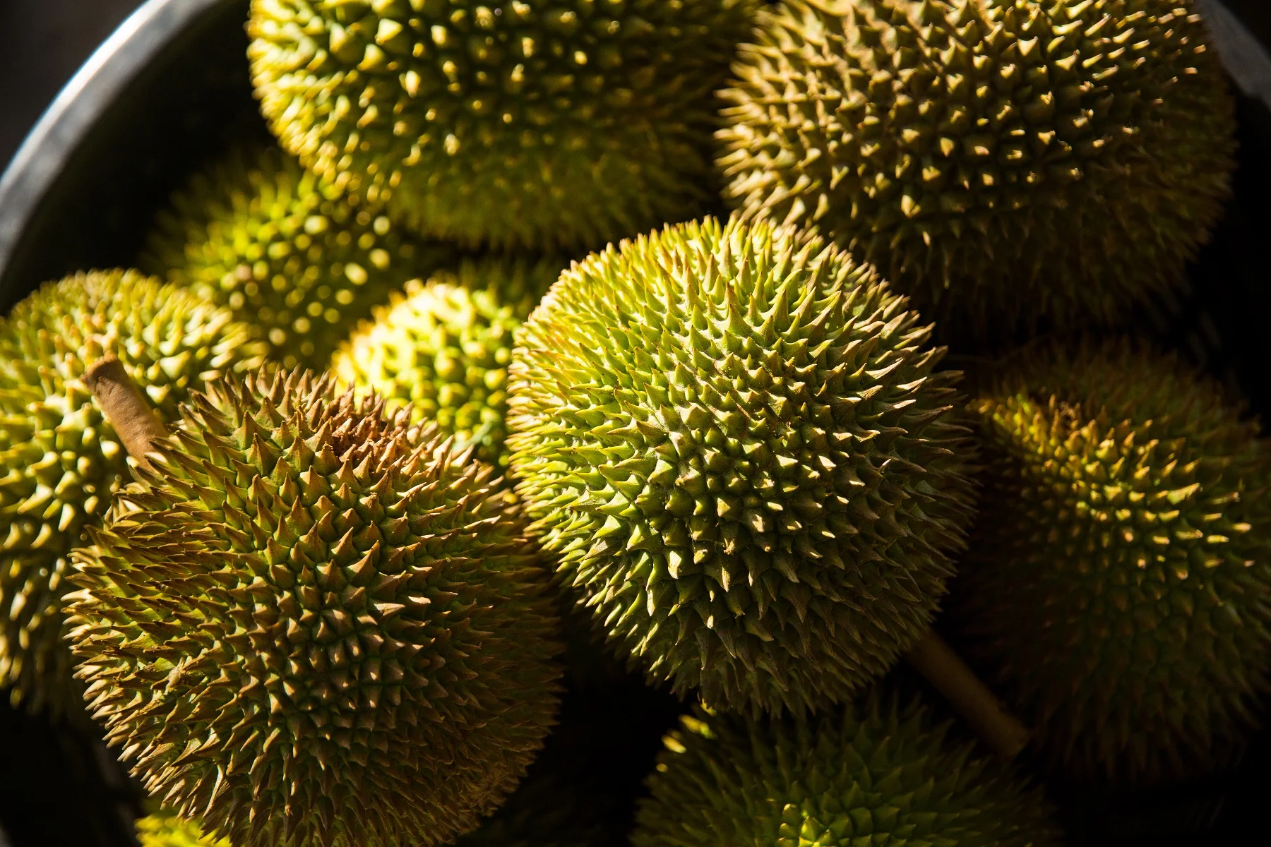 High Quality Fresh Durians IOI AA D168 from Top Malaysia Durian Fruit Supplier HALAL