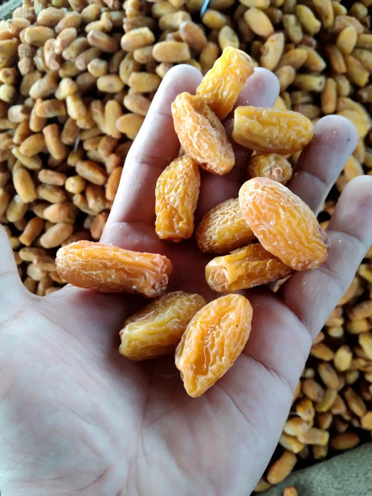  Пакистанские желтые сушеные даты свежий урожай 2021-22 Премиум-качества большой размер RANGKAAT желтая CHUWARA CHUARA категория A