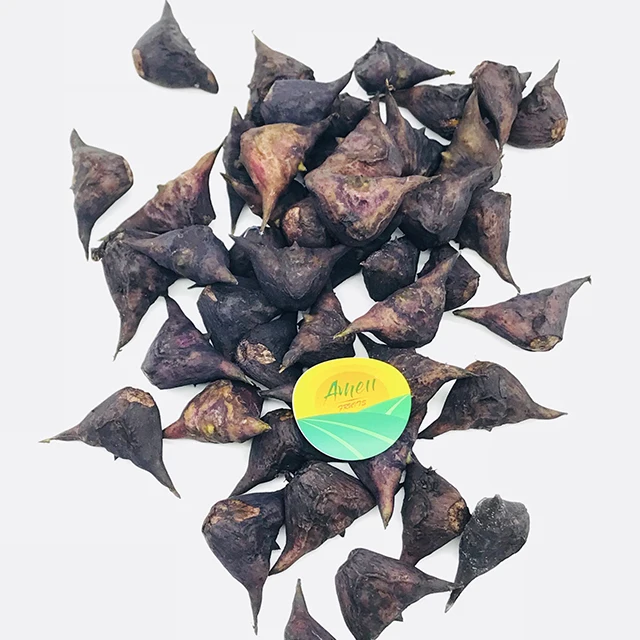 HIGH QUALITY WATER CALTROP FROM VIET NAM
