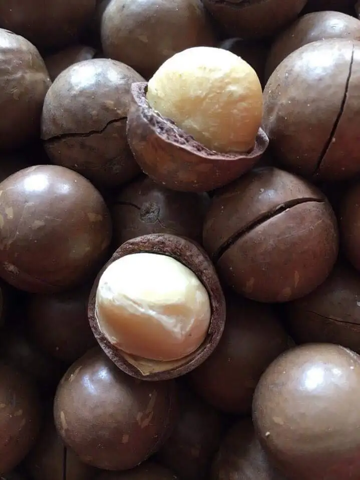 Органические жареные орехи макадамия в скорлупе сушеные сырые для использования пище whatsapp 0084587176063