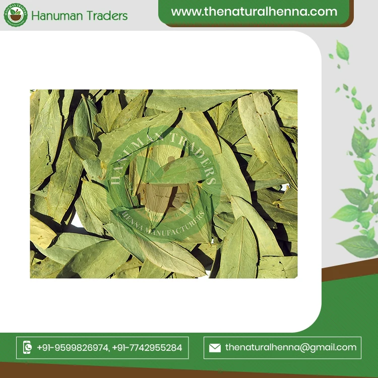 Pure Original Senna Leaves And Pods For Tea Industries Buy From International Exporter From India