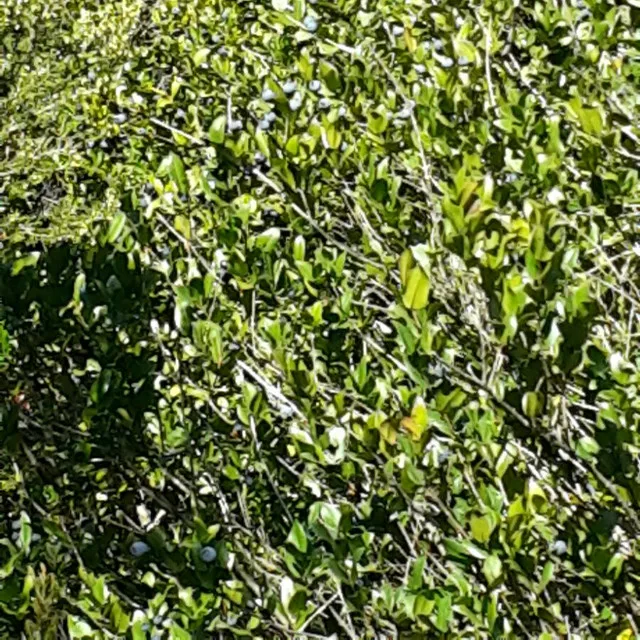 Finest Italian Cold-Extracted Sardinian Phillyrea Infused Oil  - Multifunctional Ingredient with Healthy Properties