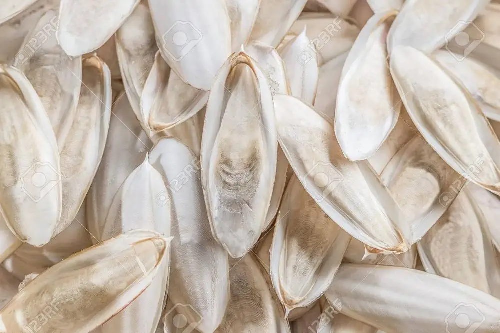 
Animal food in bulk // Wholesale pure cuttlefish bone cuttle fish bone cuttlebone for bird/ +84 396986490 
