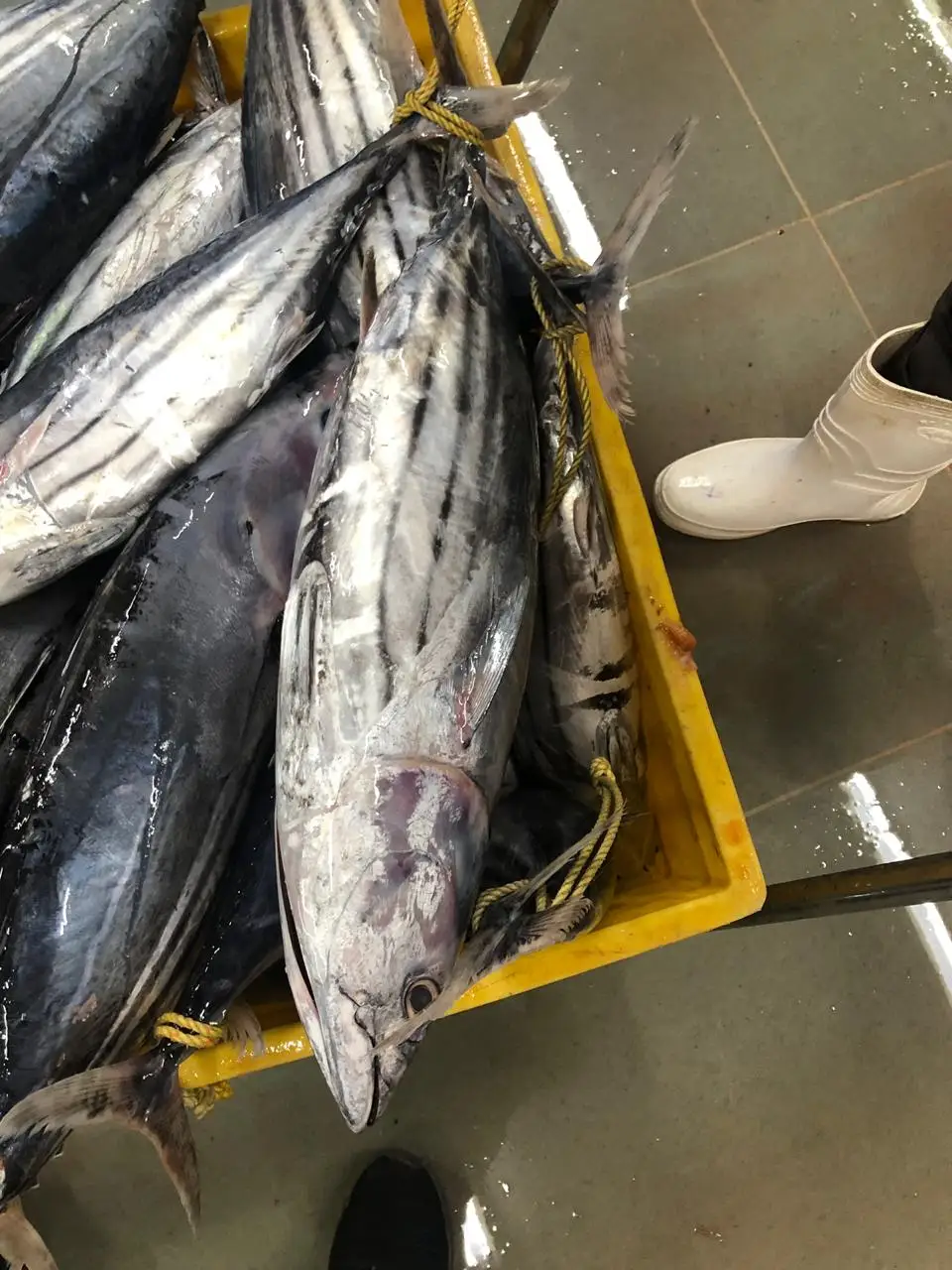 Свежий замороженный тунец IQF индийского происхождения поставщик тунца из индии Наивысшее качество и количество