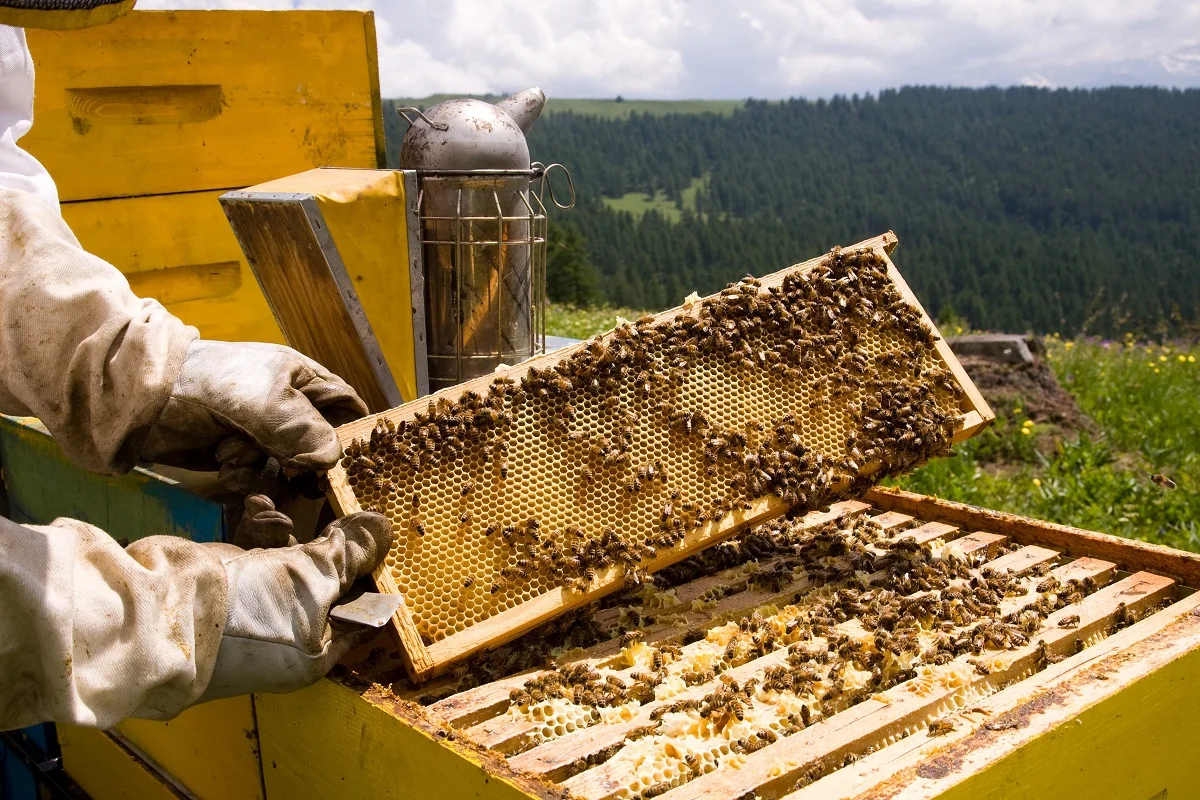 Honeysuckle Honey 100% Made in Italy Top Quality  Fattoria Italiana Martelli