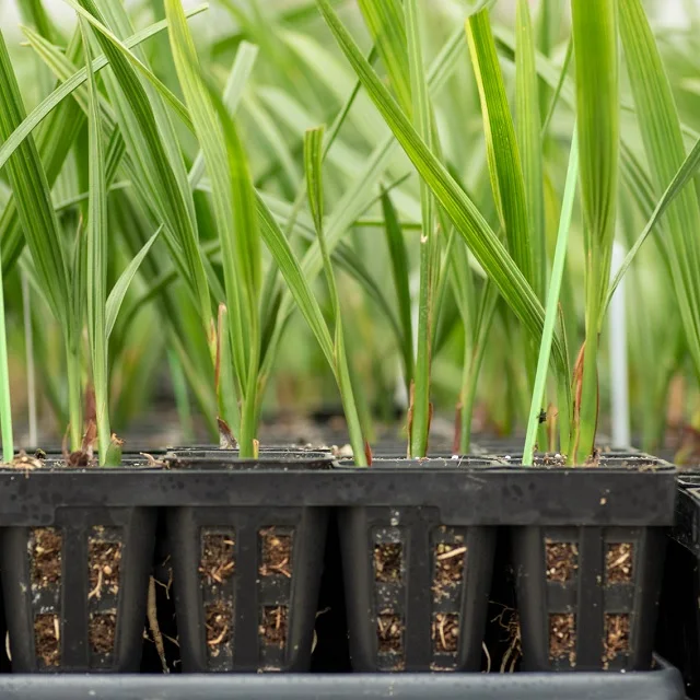 High Temperature Climate Temperature Red Barhi Dates Agri-Horti