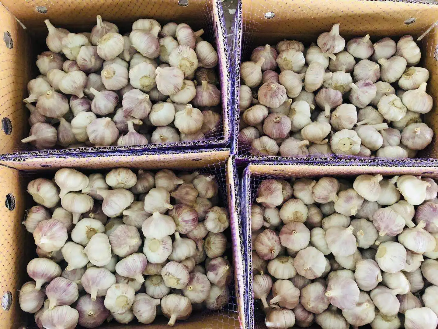 Fresh garlic new season 2022 brazilian fresh cheap price wholesale