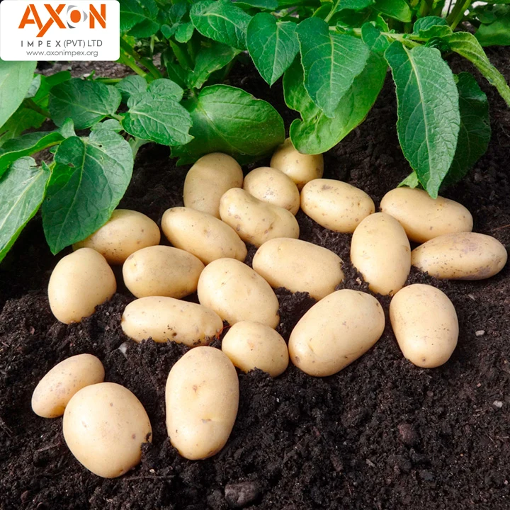 
Pakistan export Holland fresh potato seed/Potato prices for sale 