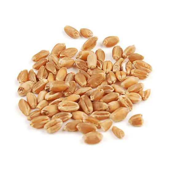 Feed Barley Kazakhstan Wholesale Natural Organic First Grade Animal Feed Barley 50 Kg Bag Packaging Barley Seeds Cereal Grain