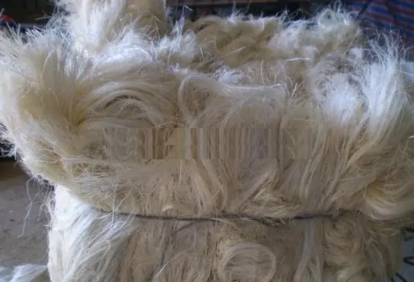 Natural size of sisal fiber 80cm to 1.50cm for sale in bales