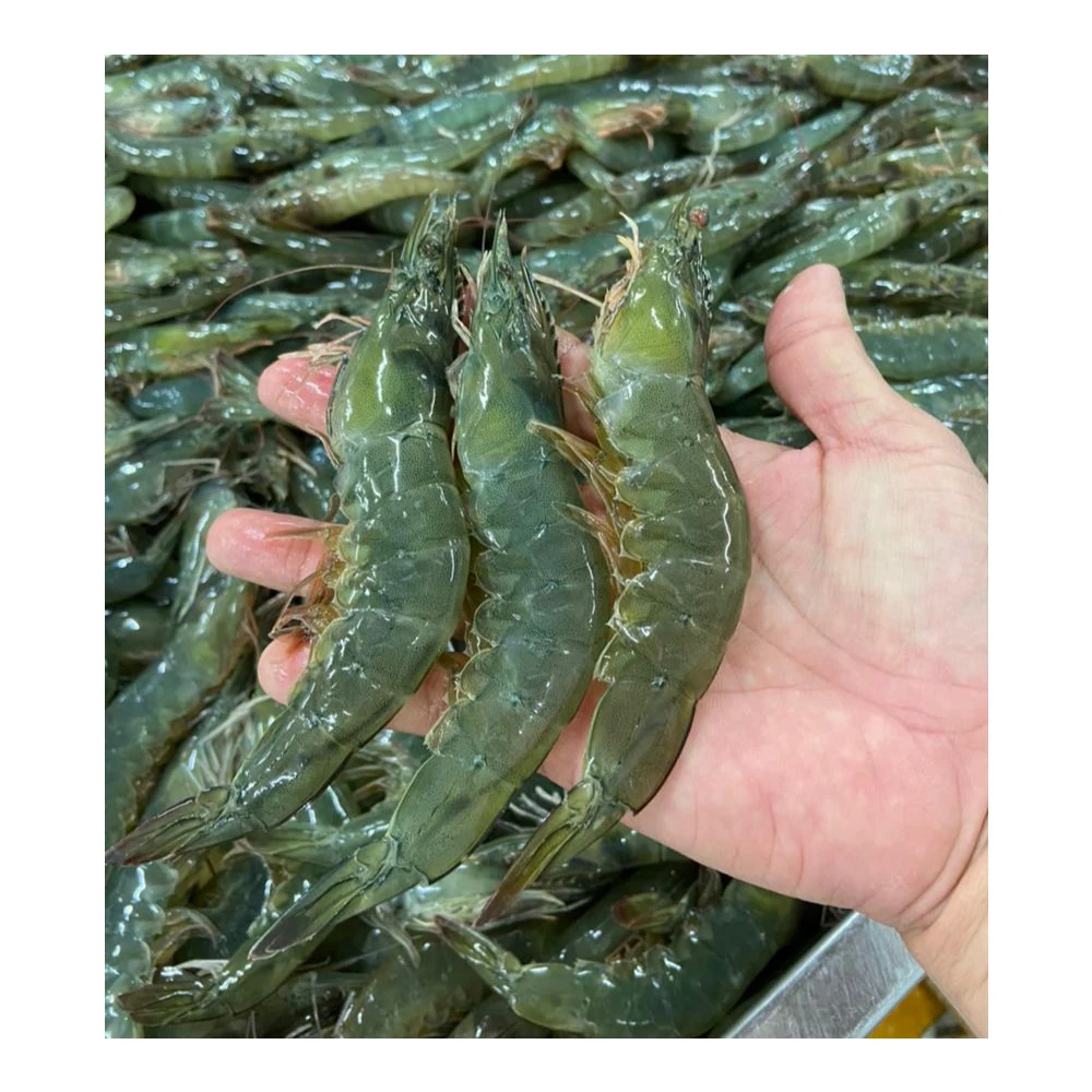 
500gm Seasonal Large Emerald Prawns Have Sodium Free And Chemical Free Shipping From Malaysia 