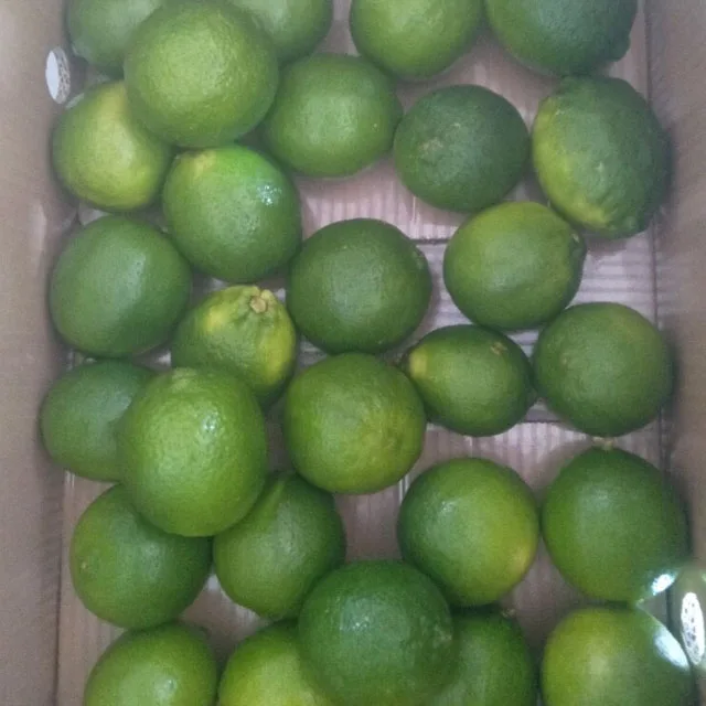 
Price 2020 for green lime export good quality 
