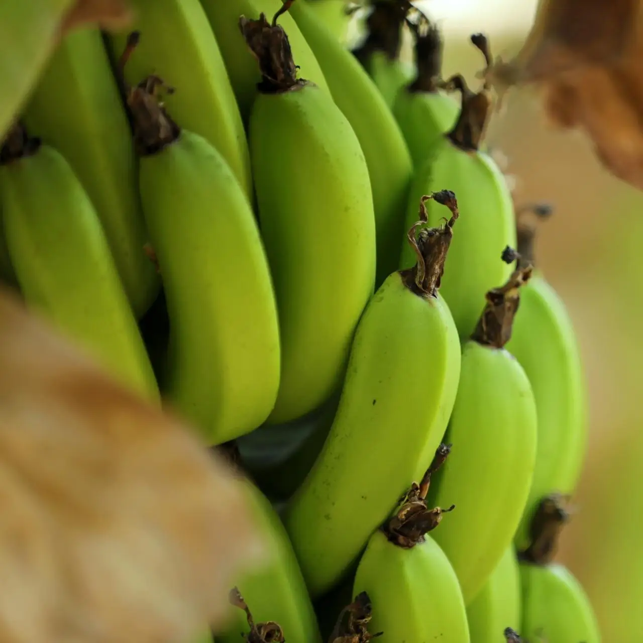 BEST PRICE FRESH CAVENDISH BANANA FOR CHINA $ KOREA MARKET