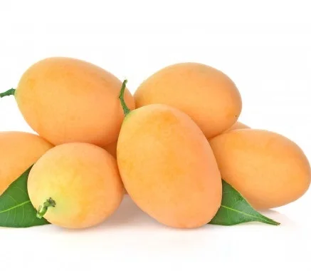 Premium Quality Fresh Marian Plum