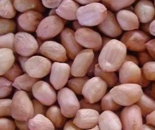 PEANUT KERNEL