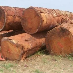 Wholesale Supplier Doussie Wood Logs For Sale In Cheap Price Bulk Doussie Wood Logs