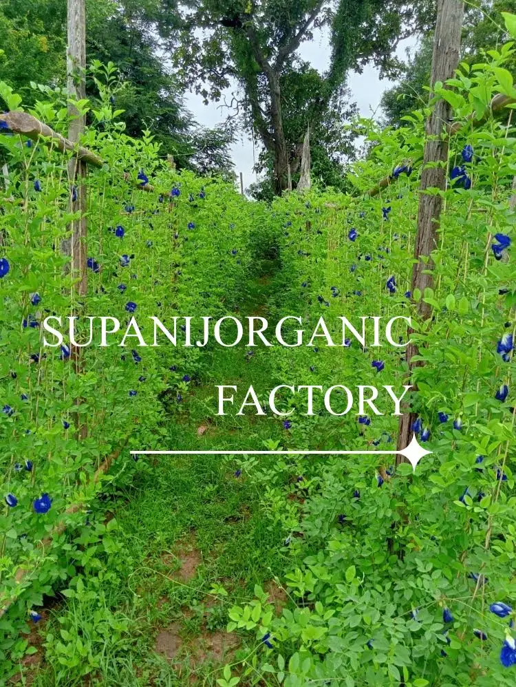 Supanij Organic Dried Butterfly Pea Flower Grade A Best Quality from Thailand for 100% Export Wholesale Top OEM