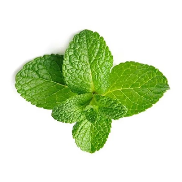 Качественные сушеные листья мяты от