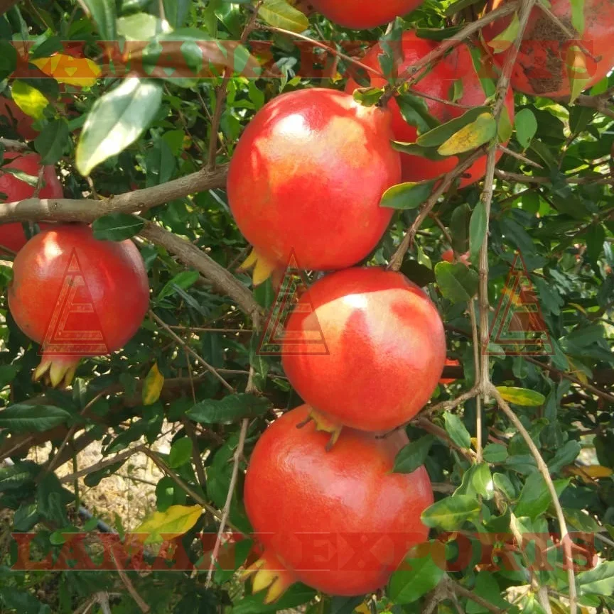 
Fresh Pomegranate Fruit India Export for Thailand Malaysia Singapore Vietnam 