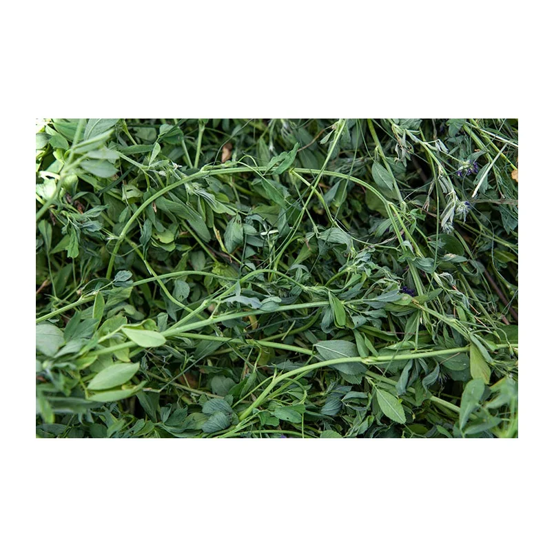 Best Price Alfalfa Hay Bales Available In Bulk At Wholesale Price
