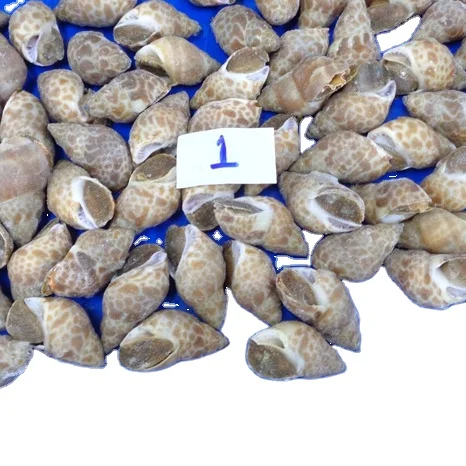 
LIVE FROZEN BAIGAI WHOLE 