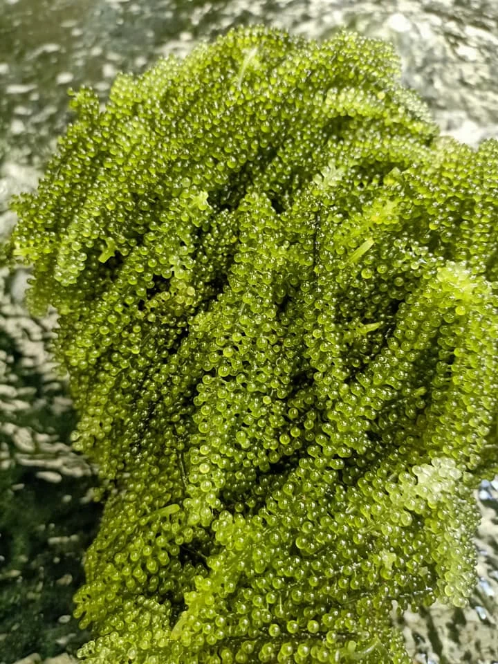 Лидер продаж свежие морские водоросли виноград Вьетнам Jessica 0084941842405
