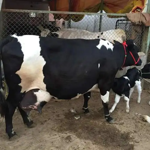 Чистый белый корм для беременных гигантский надувной Holstein скот и свежие яйца