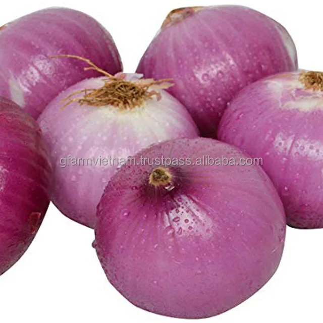 
Fresh red-white onion for sale from Vietnam 