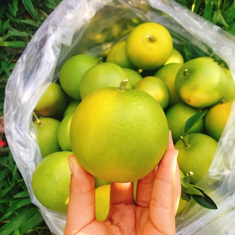 Fresh Citrus Fruits Premium Vietnam Fruits Orange Exporter