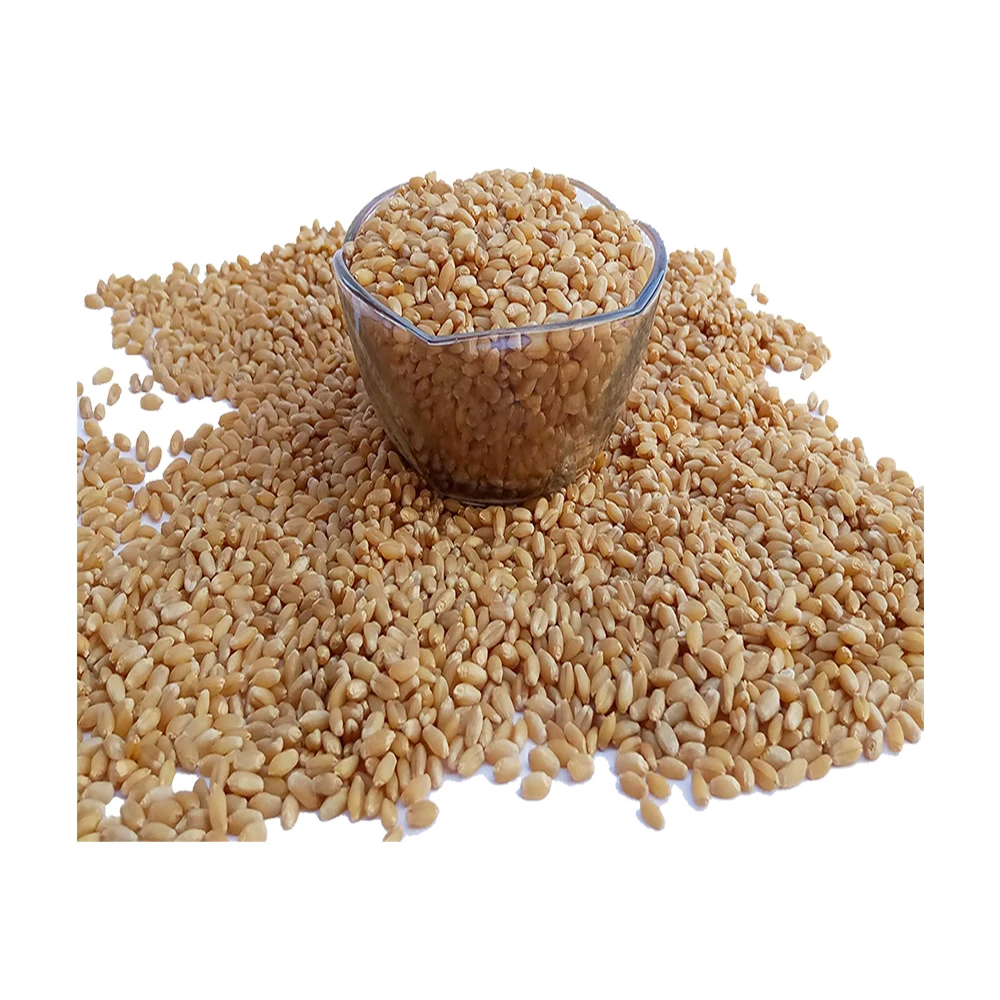 Sharbati Wheat For Making Worlds Finest Wheat Flour 100% Natural, Organic & Pure Best Selling Raw Product