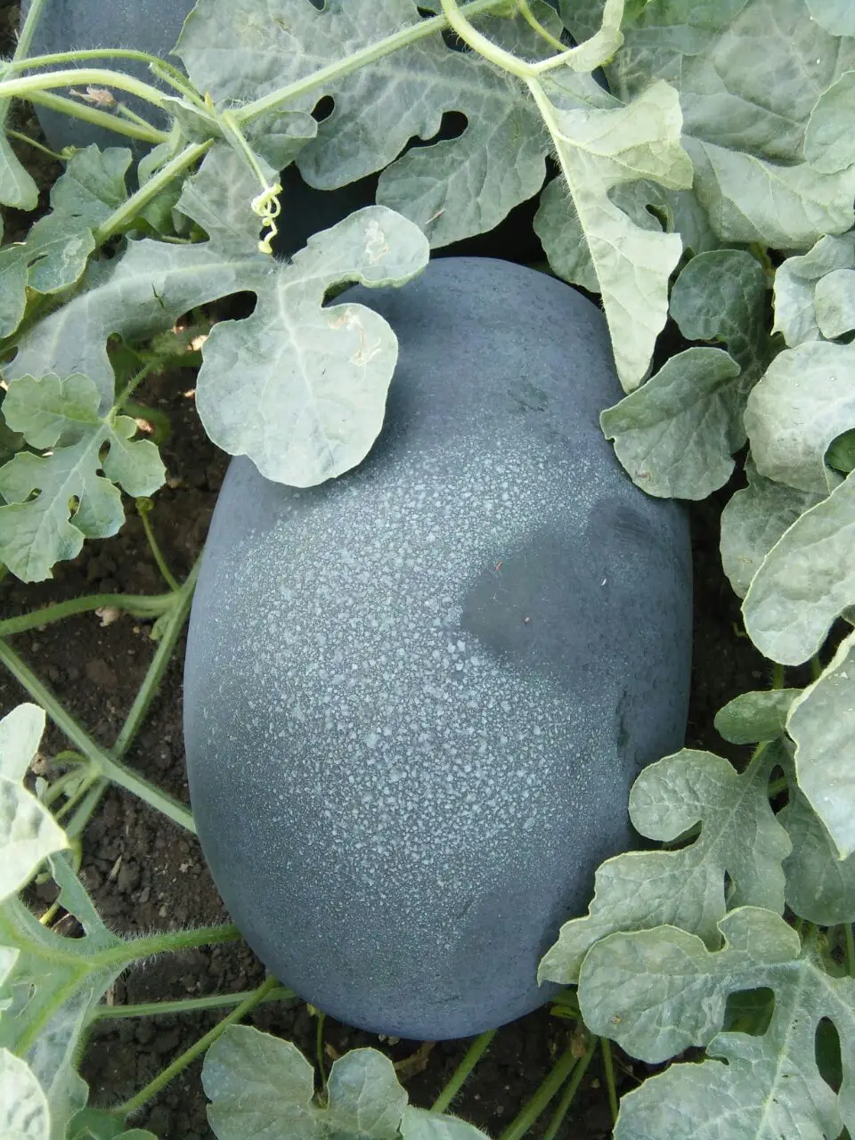 
Manufacturer of APEXX Hybrid watermelon seeds on wholesale price 