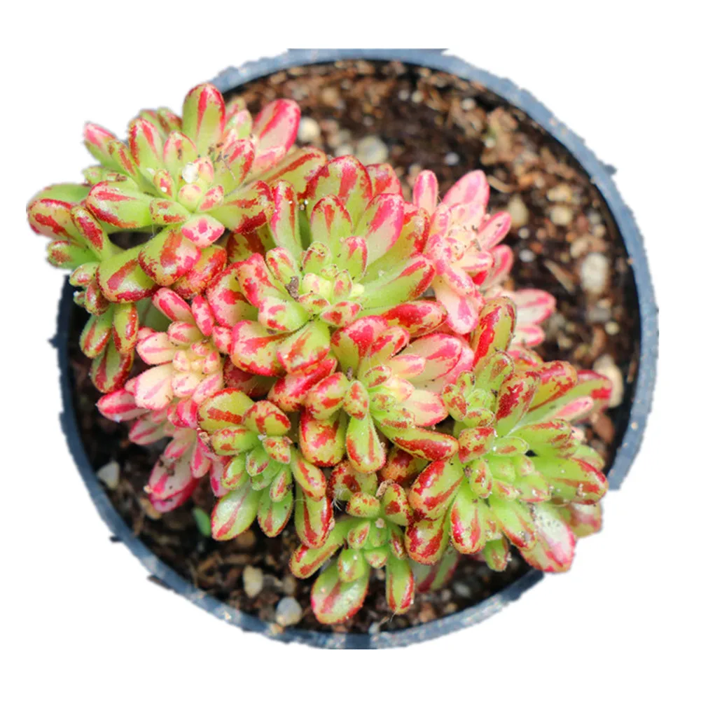 
Popular indoor ornamental echeveria aeonium x loartei tavormin variegata woody succulent plants live 