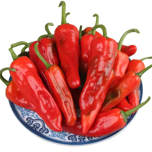 Fresh and Dried Red Chilli Pepper Available in Bulk
