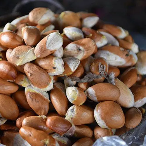 Семена фруктового дерева Durian высокого качества и по лучшей цене