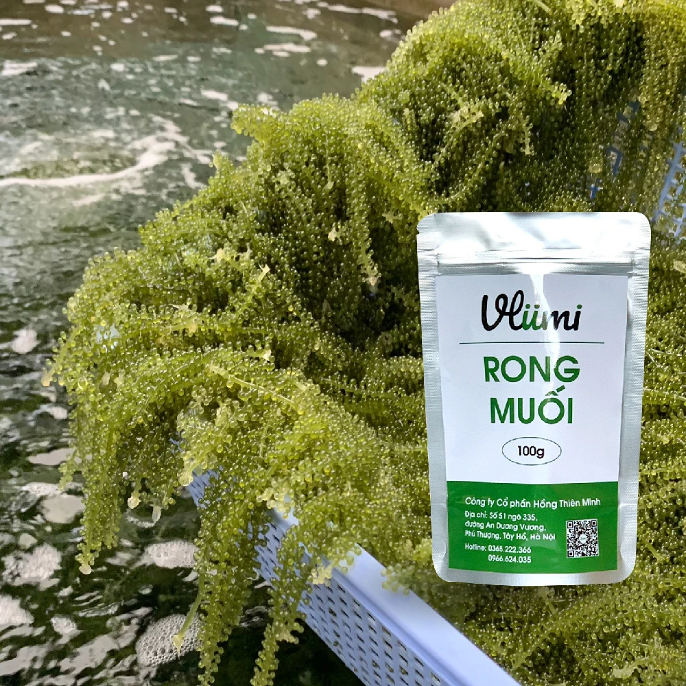 100% Organic Marinated Sea Grapes Weight Loss Vegan Friendly Seaweed From Vietnam