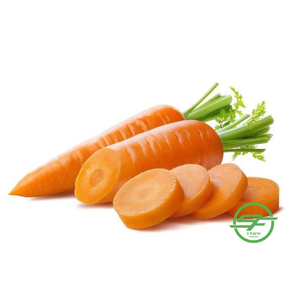 Оптовая продажа Высококачественная хрустящая длинная свежая морковь из Вьетнама