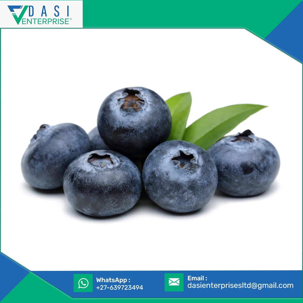 Original Manufactured Best Price Healthy Fresh Small Sized Blueberries Available At Low Market