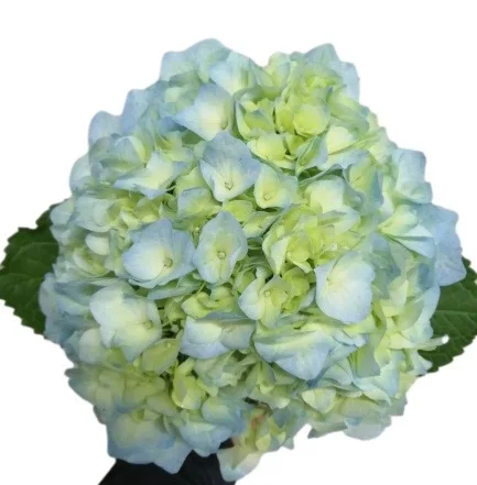 Finest Real fresh cut Hydrangea premium quality select size (16/17) cm  light Blu colour fresh flowers not preserved decorative flowers