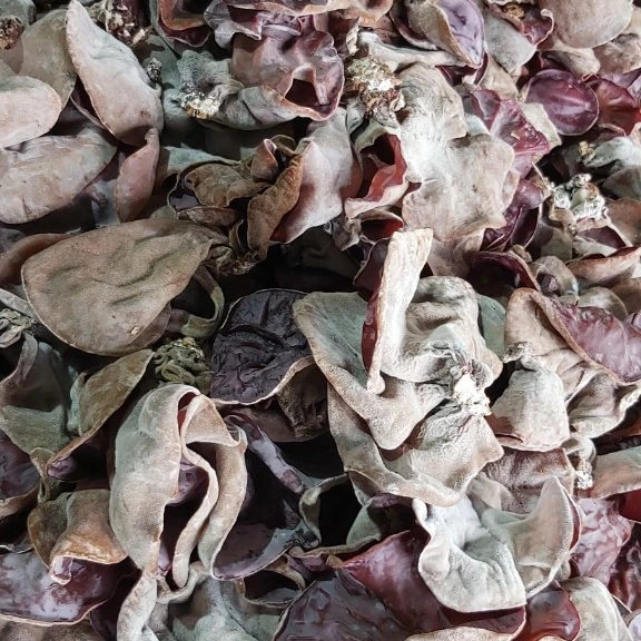 Грибы вьетнамские органические грибы высокое качество низкая цена (WhatsApp: MS.LAURA + 84 91 850