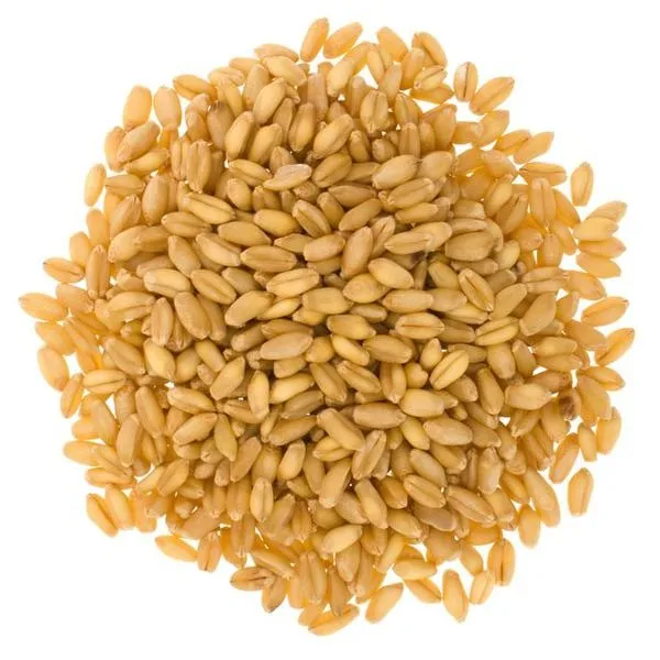  Factory selling organic price grain bulk quality Bulgur Wheat