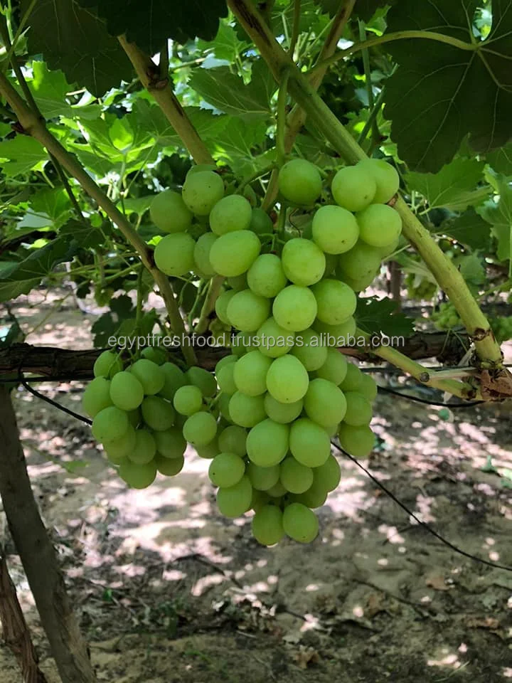  Fresh Red Grapes ready to export Yellow Seedless From Egypt