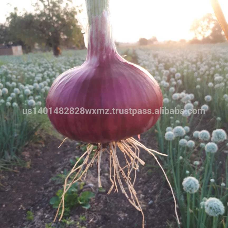 
MANUAL FARM QUIPMENTS FOR FARMERS ONION SEEDS PLANT CUTTER MACHINE 