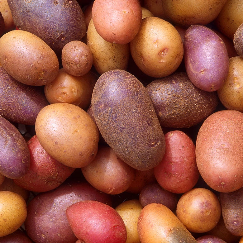 
1st Grade Irish Potatoes Organic Fresh Potatoes for Sale 