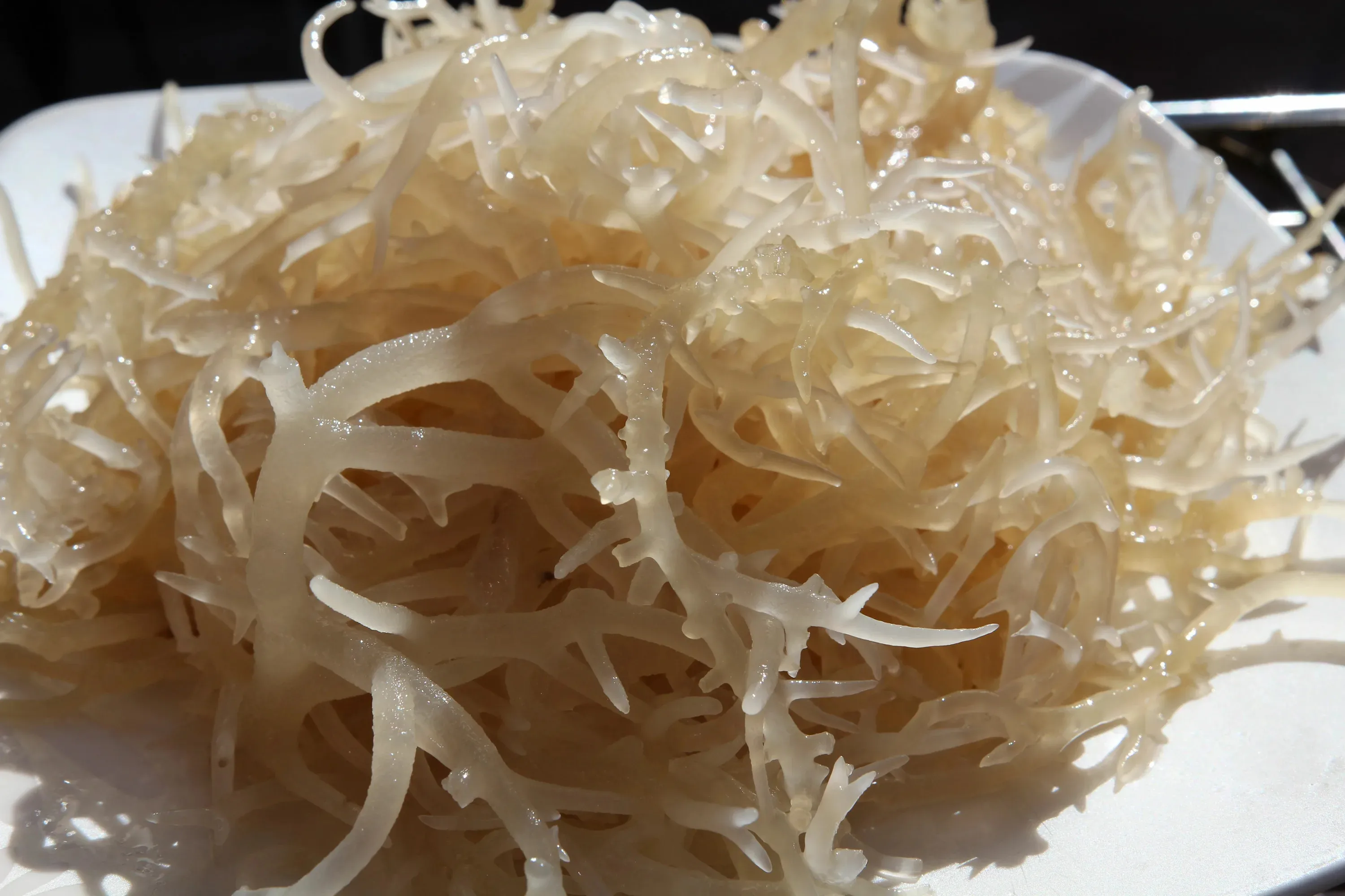 Большое количество сушеных морских водорослей ирландского морского мха Eucheuma Cottonii с чрезвычайно питательной Овощной Мэри