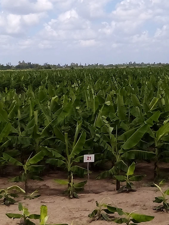 Сладкий и мягкий зеленый свежий банан кавендиш супер богатый витамин для здоровья