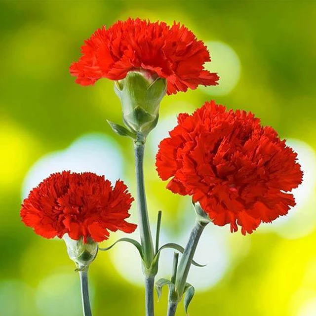 Carnations