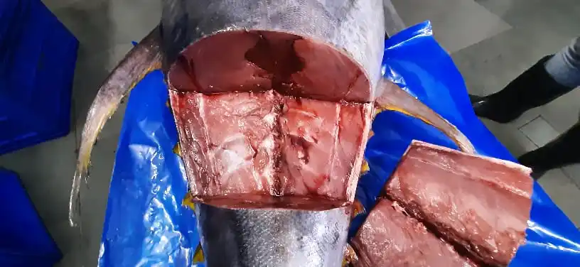 YELLOW FIN TUNA CUT 2.jpg