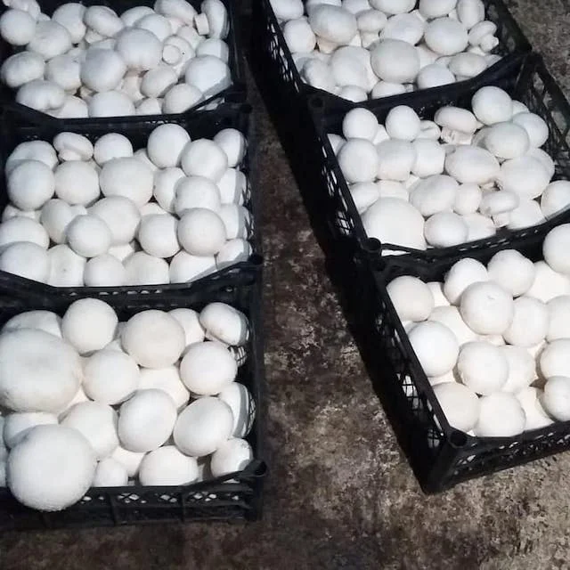 White Mushroomss.jpeg